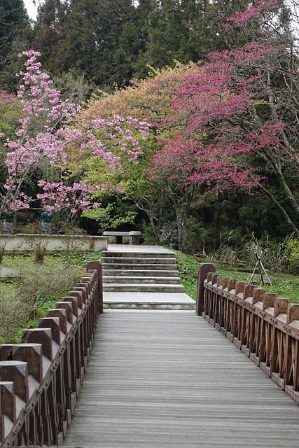櫻花步道 櫻花林 - 上的免费照片