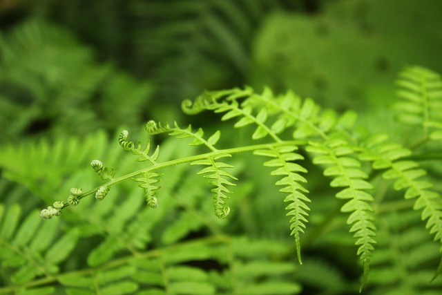 植物 卷曲 绿色 - 上的免费照片