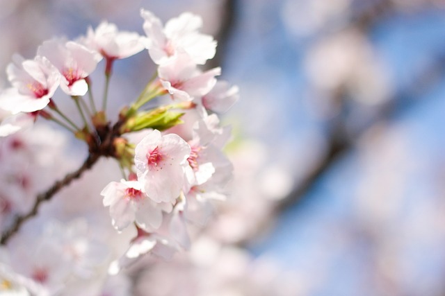 春天 樱桃树 粉色 - 上的免费照片