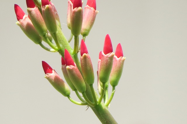 花朵 红色的芽 爆竹藤 - 上的免费照片