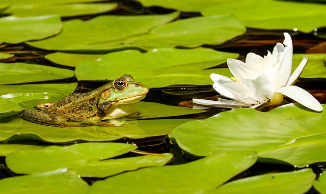 青蛙 池塘 荷叶 - 上的免费照片