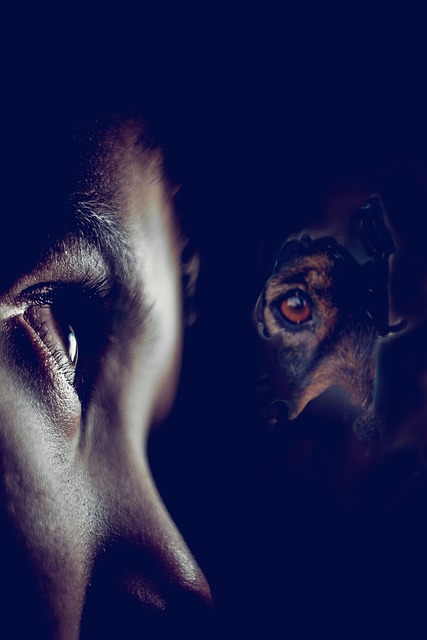 捉迷藏 狗 宠物 - 上的免费照片