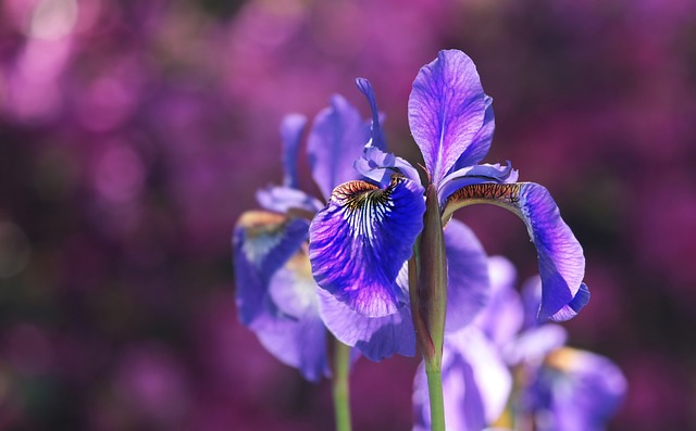 虹膜 花朵 蓝色花朵 - 上的免费照片