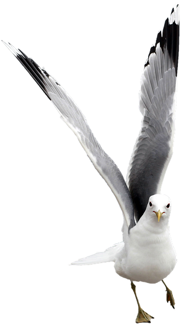 海鸥免费的 自然水鸟 动物 - 上的免费照片
