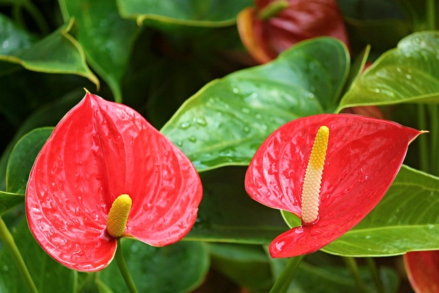红掌、 红鹳花 红掌 阿鲁姆家族 - 上的免费照片