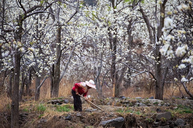 梨花 農夫 - 上的免费照片