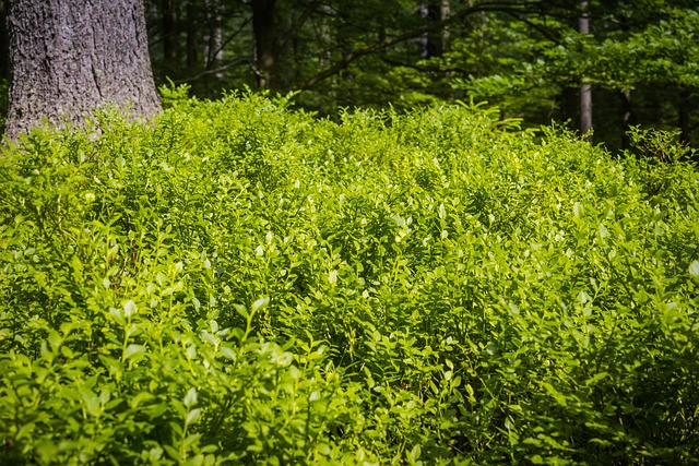 蓝莓 夏天 克尔科诺谢山脉 - 上的免费照片