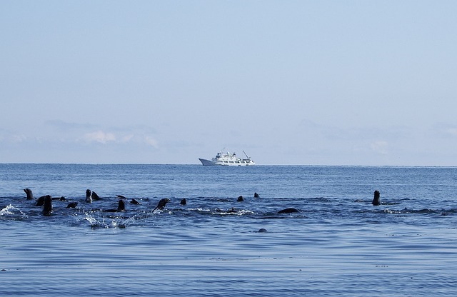 海豹突击队 群 海 - 上的免费照片