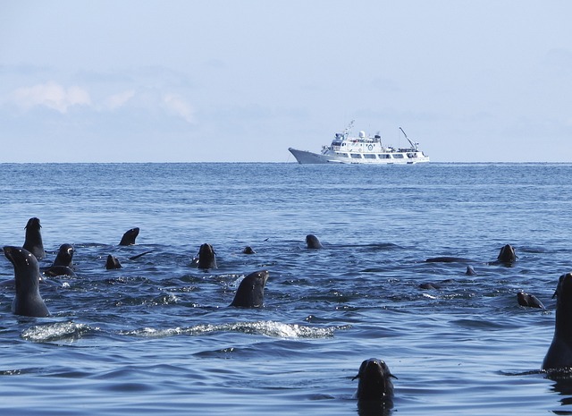 海豹突击队 群 海 - 上的免费照片