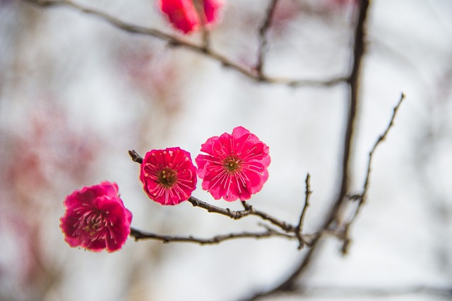 梅花 水墨 中国风 - 上的免费照片