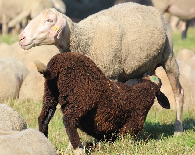 羊 哺乳 幼小动物 - 上的免费照片