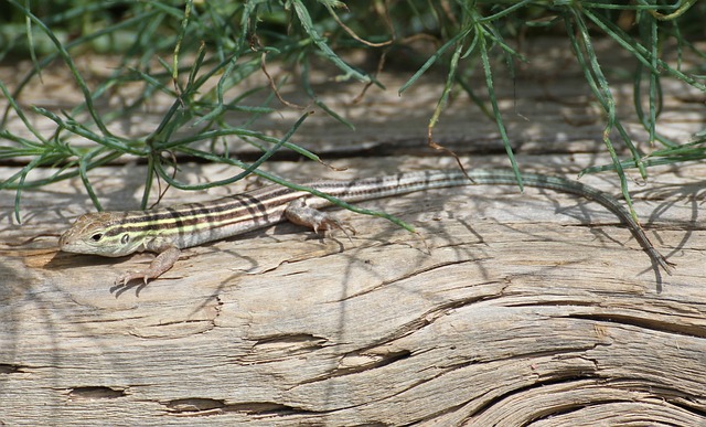 蜥蜴 六衬Racerunner 自然 Cnemidophorus - 上的免费照片