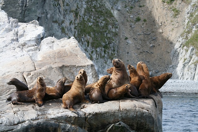 海狮 群 后宫 - 上的免费照片