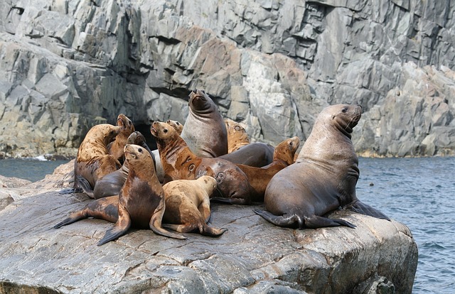 海狮 群 后宫 - 上的免费照片