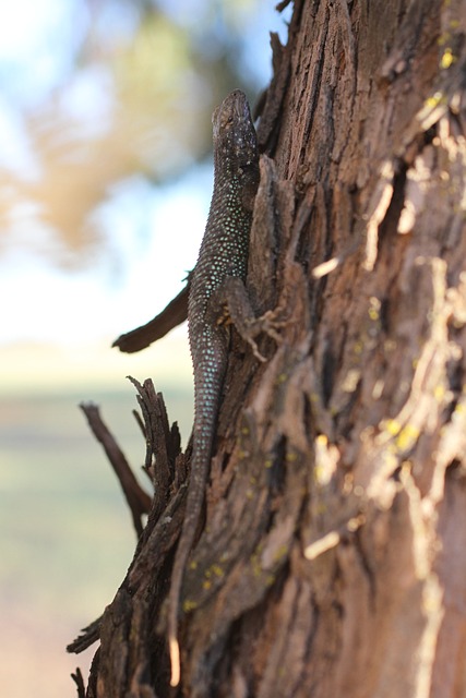 西栅栏蜥蜴 Sceloporus蓟马 Sceloporus - 上的免费照片