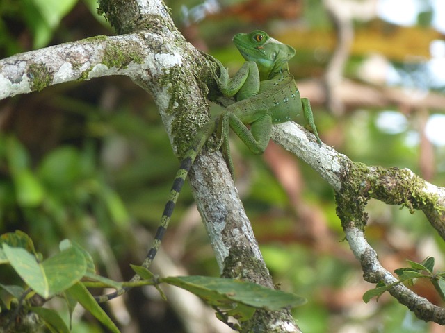 蜥蜴 加勒比海岸 Basiliscus - 上的免费照片