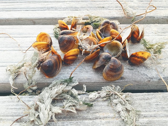 湖 西 日落 - 上的免费照片