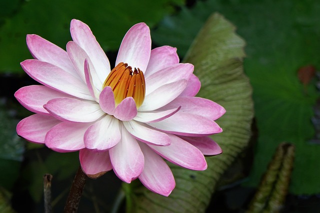 睡蓮 蓮花 水芙容 - 上的免费照片