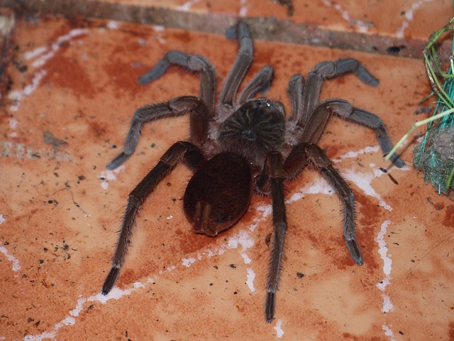 狼蛛 蜘蛛 有毒 - 上的免费照片