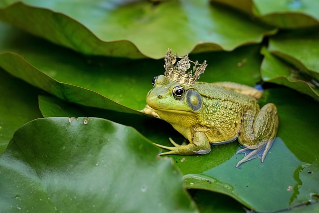 牛蛙 绿色 池塘 - 上的免费照片