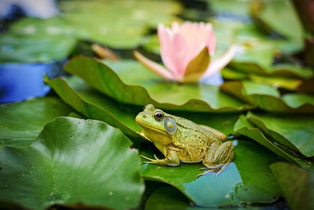 牛蛙 绿色 池塘 - 上的免费照片