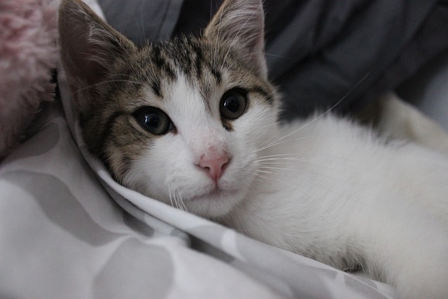 猫 可爱的 屁 - 上的免费照片