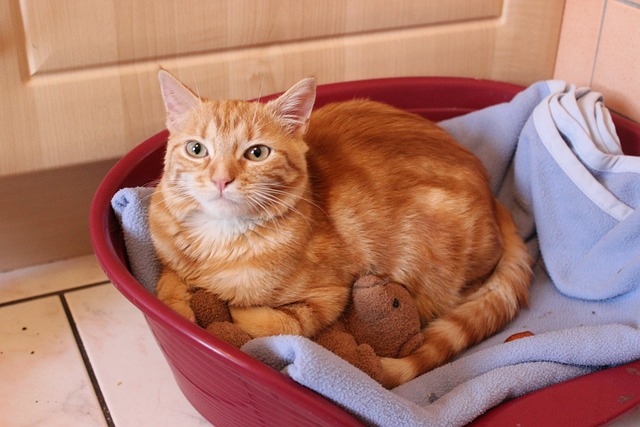 猫 可爱的 屁 - 上的免费照片