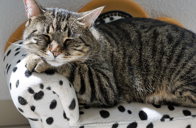 猫 沙发 小点心 - 上的免费照片