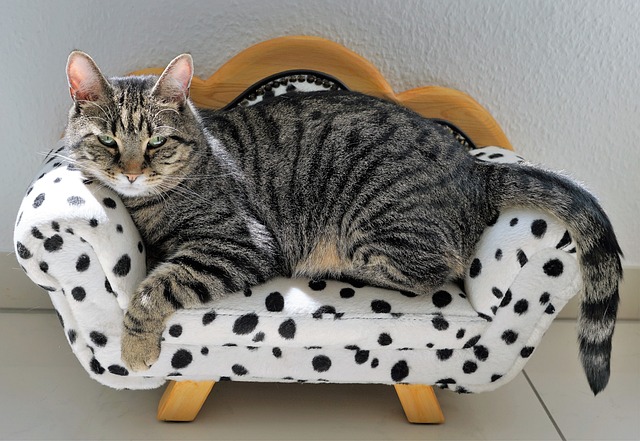猫 老虎 沙发 - 上的免费照片