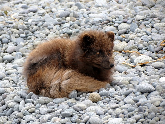 福克斯 捕食者 蜕皮 - 上的免费照片