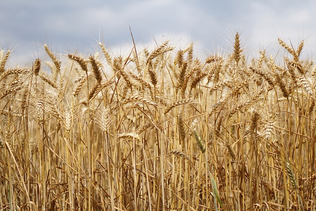 麦田 小麦 小麦种植 - 上的免费照片