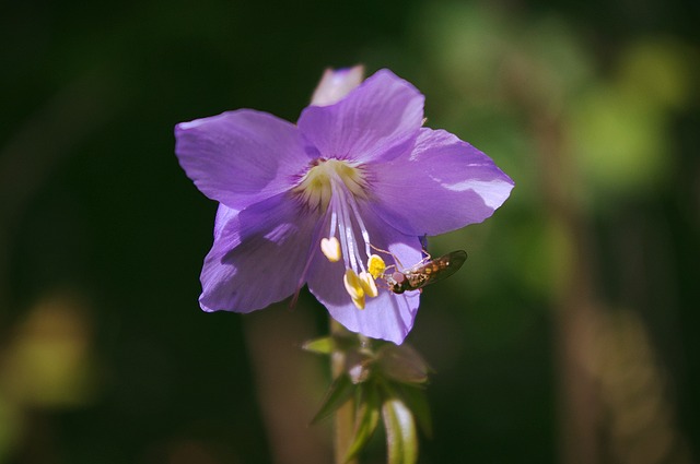 雅各的梯子 法札Caeruleum 花园花 - 上的免费照片