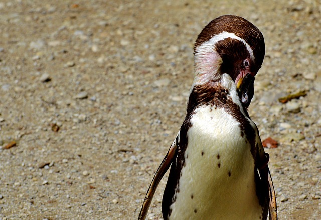 企鹅 鸟 水鸟 - 上的免费照片