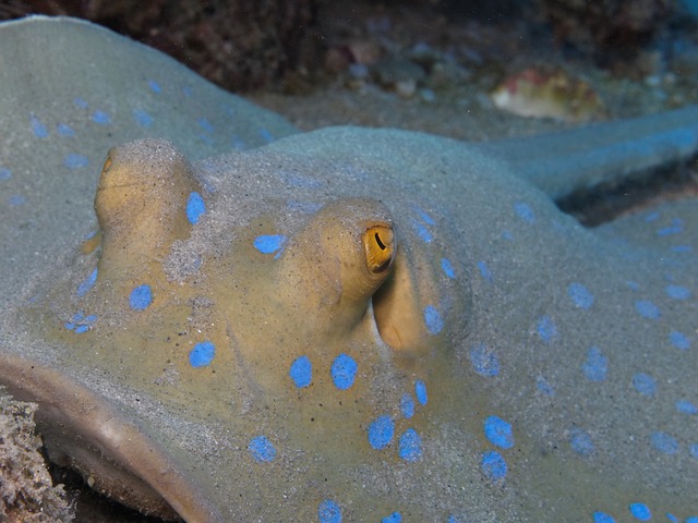 闻到 蓝色斑点黄貂鱼 鱼 - 上的免费照片