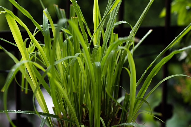 树 绿叶 花朵 - 上的免费照片