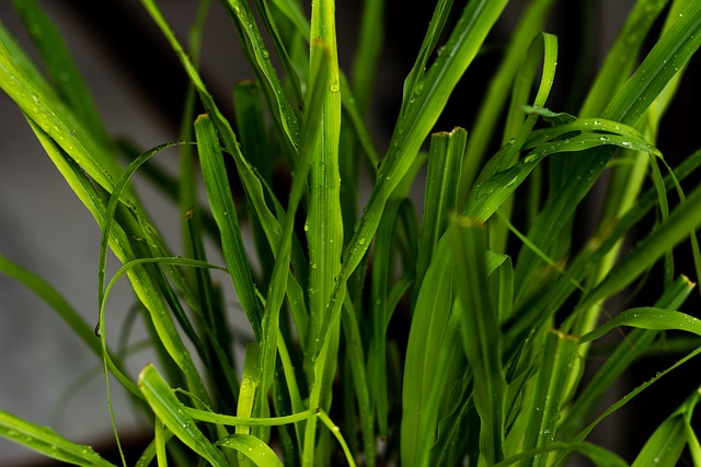 树 绿叶 花朵 - 上的免费照片
