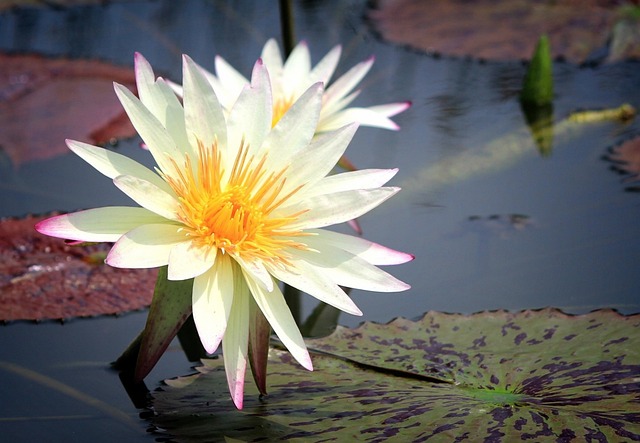 水百合 花 池塘植物 - 上的免费照片