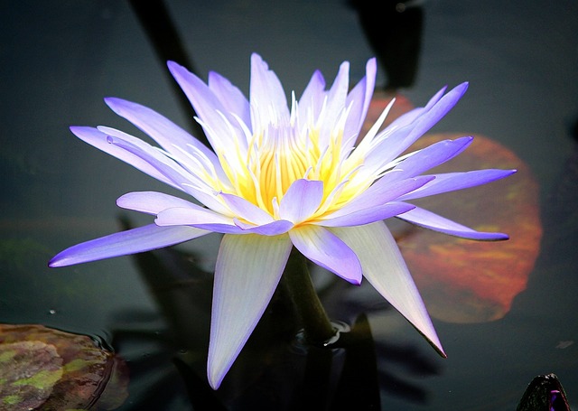 水百合 花 池塘 - 上的免费照片