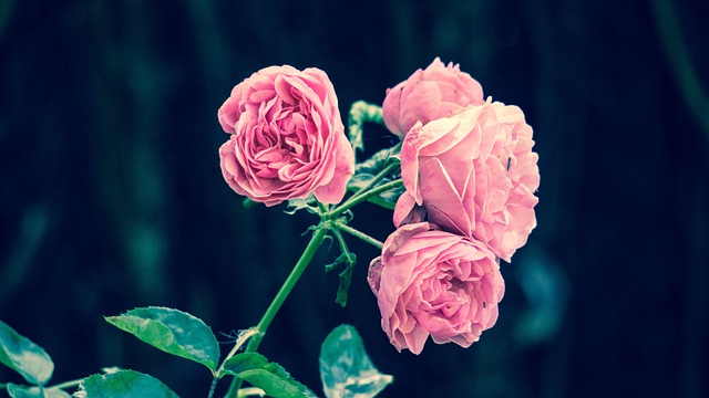 粉红玫瑰 花朵 粉红色的花朵 - 上的免费照片