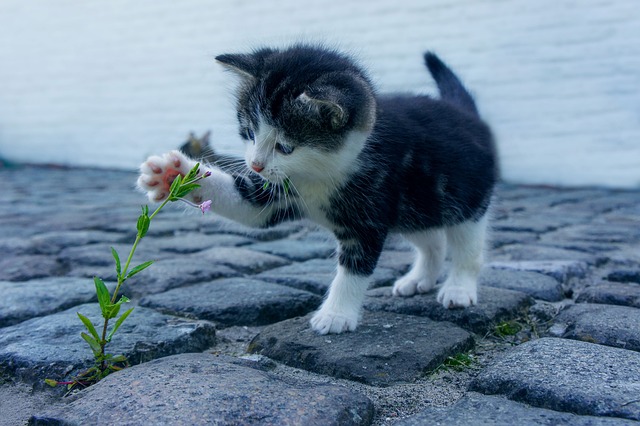 猫咪 花卉 小猫 - 上的免费照片