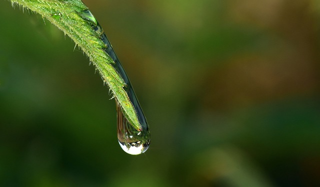 滴 任何滴 水滴 - 上的免费照片