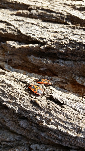火虫 昆虫 阳光明媚 - 上的免费照片