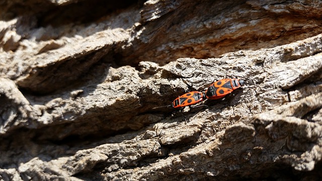 火虫 昆虫 阳光明媚 - 上的免费照片