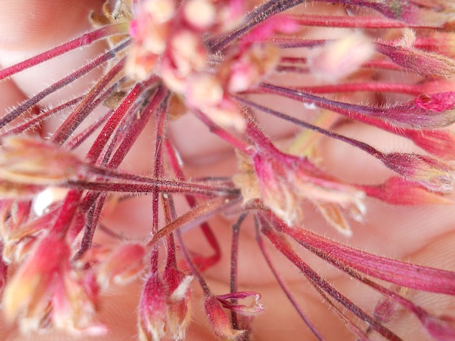 花 植物 花粉 - 上的免费照片