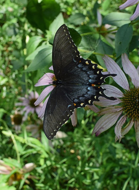 杂交黑燕尾蝶 杂交种 蝴蝶 - 上的免费照片