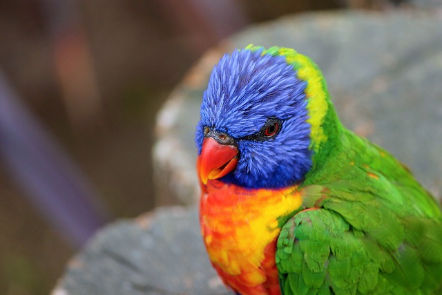 鹦鹉 澳洲鹦鹉 Trichoglossus 彩虹 - 上的免费照片