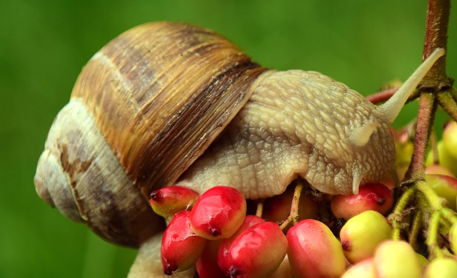 蜗牛 爬行 壳 - 上的免费照片