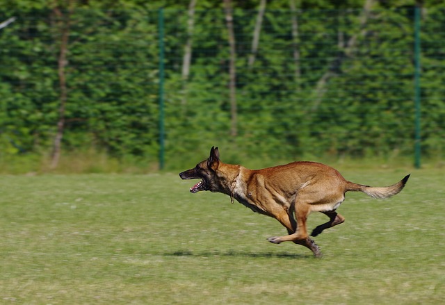 比利时牧羊犬玛利诺犬 狗 跑步 - 上的免费照片