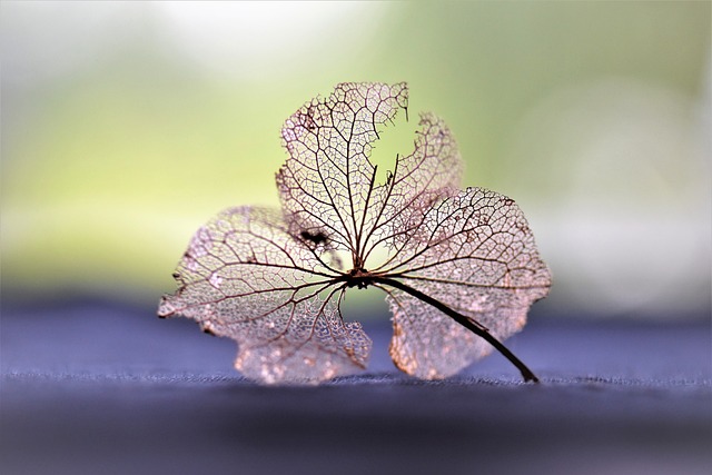干花 干的 自然 - 上的免费照片