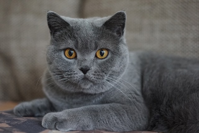 灰色的 家猫 猫 - 上的免费照片